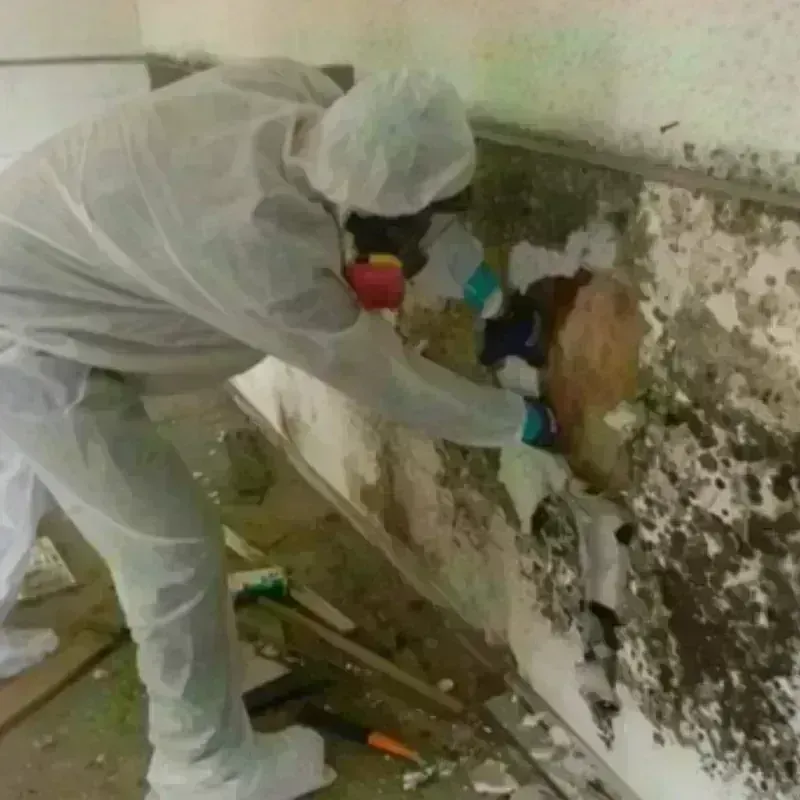 Mold Remediation and Removal in Aguada, PR